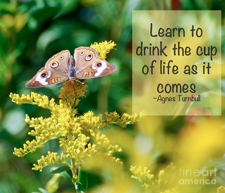 Life Lesson - As It Comes Photograph by Kerri Farley