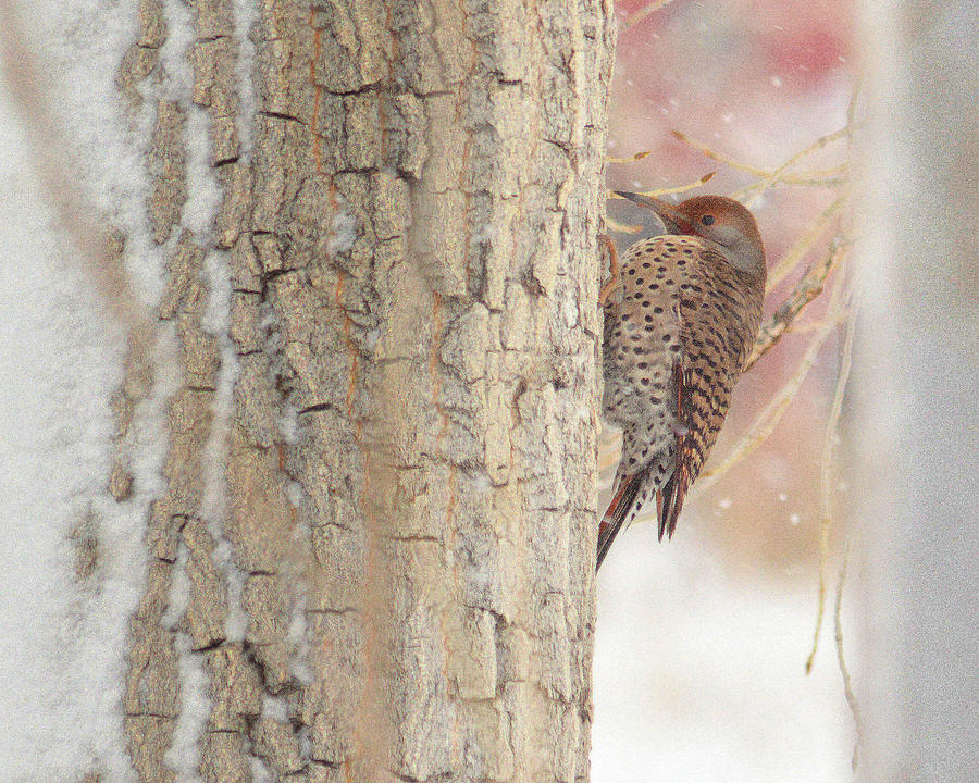 Life of a Northern Flicker Photograph by Al Swasey