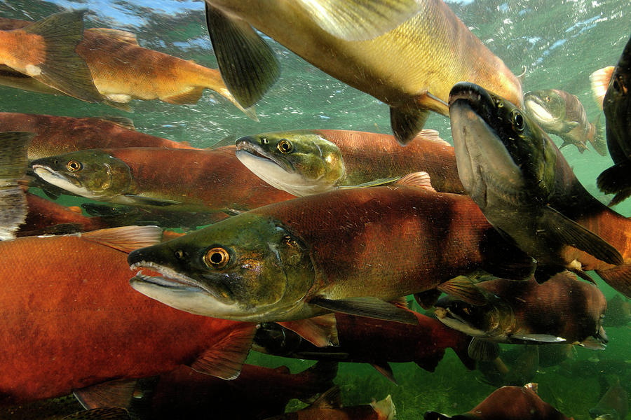 Life Of A Red Salmon Photograph by Mark Conlin - Fine Art America