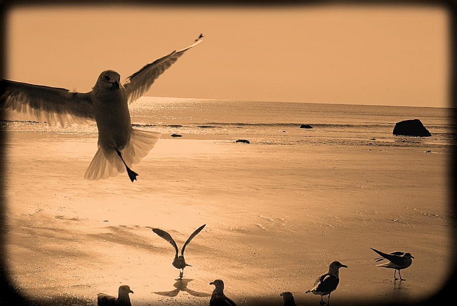 Life of a Seagull Photograph by James McHugh - Fine Art America