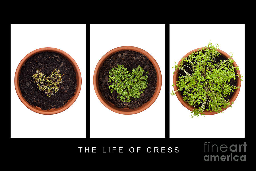 Vegetable Photograph - Life of Cress by Anne Gilbert