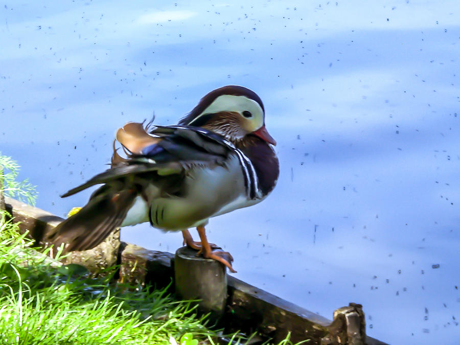 Duck Photograph - Life of Duck II by Nathalie Hope