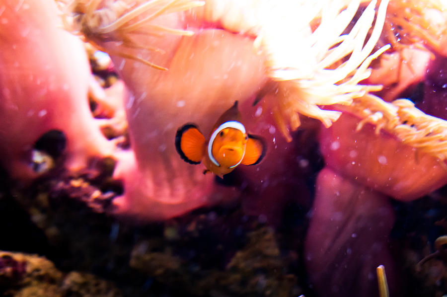 Life Of Nemo Photograph