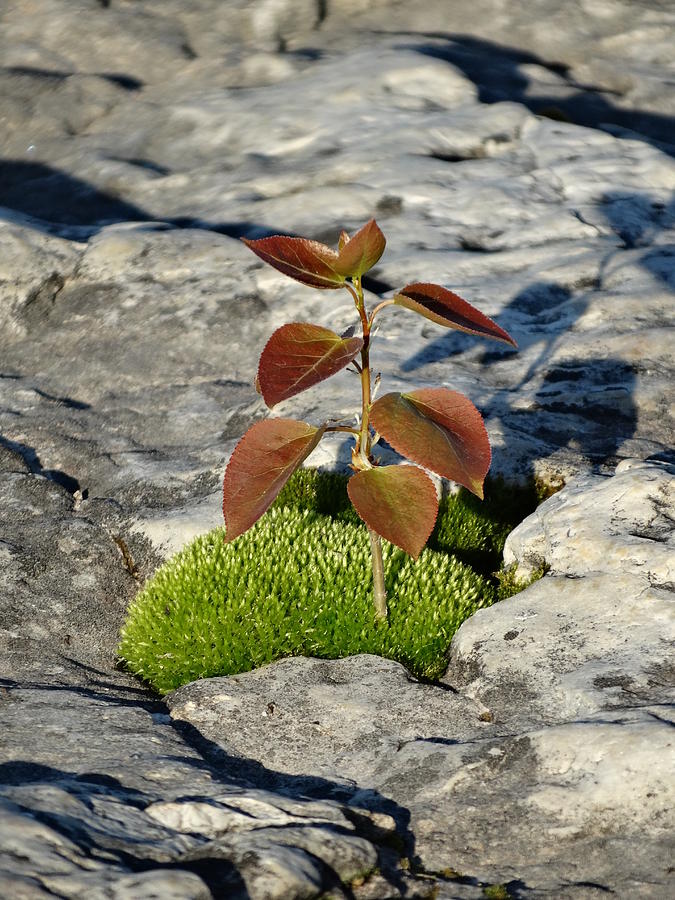 Life on a Rock Photograph by David T Wilkinson