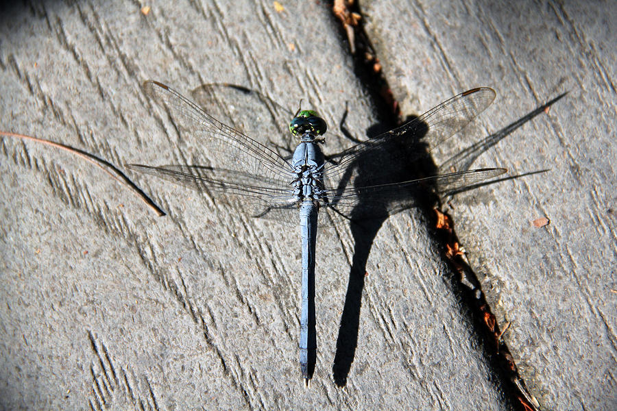 Light Blue Dragonfly Photograph by Daniel Overton | Fine Art America