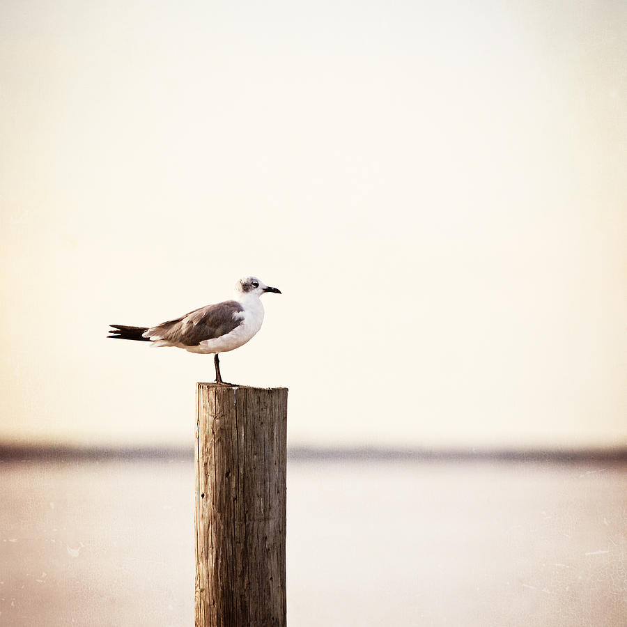 Seagull Photograph - Life on the Bay - Seagull Beach Photography by Carolyn Cochrane