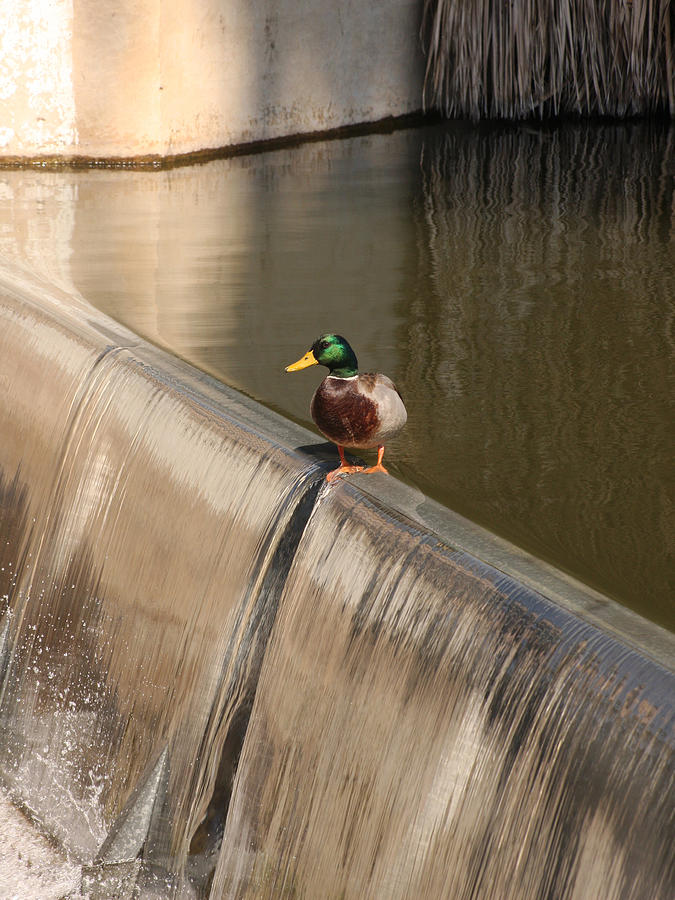 Duck Photograph - Life on the Edge by Bob and Jan Shriner