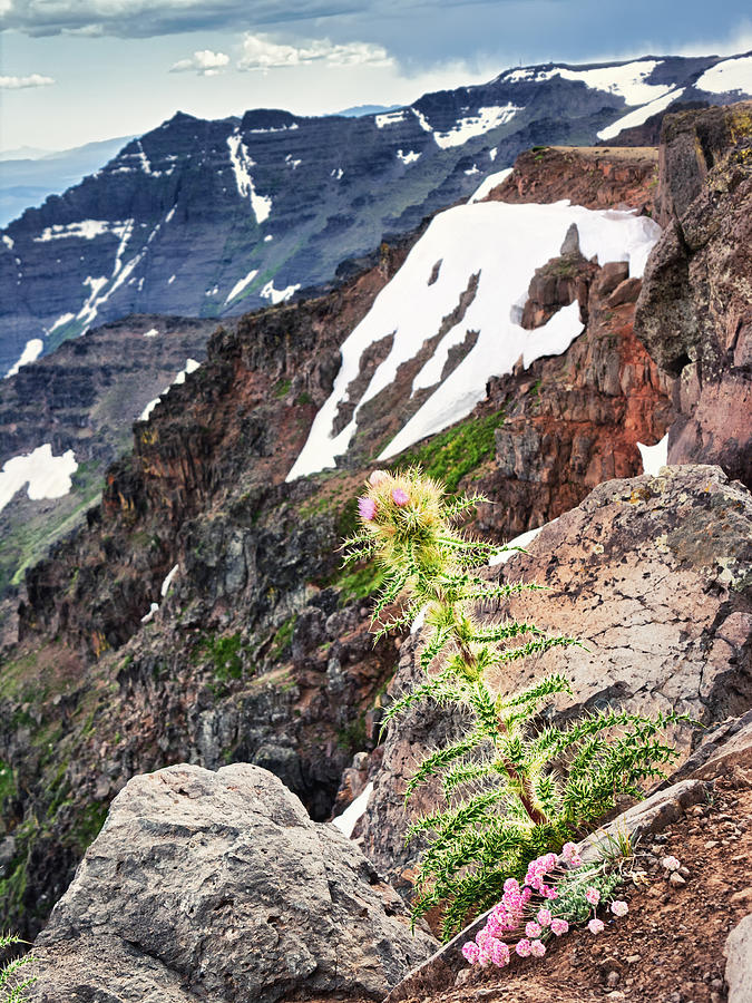 Mountain Photograph - Life on the Edge by Kathleen Bishop