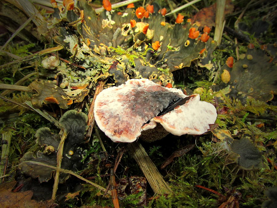 Life On The Forest Floor Photograph by Joyce Dickens