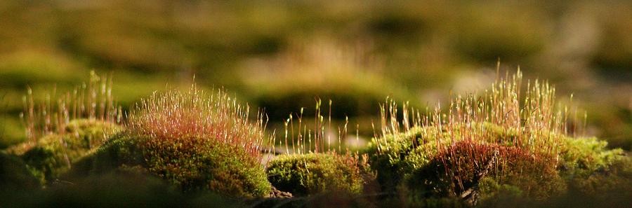 Moss Photograph - Life on the Roof by Teresa A Lang