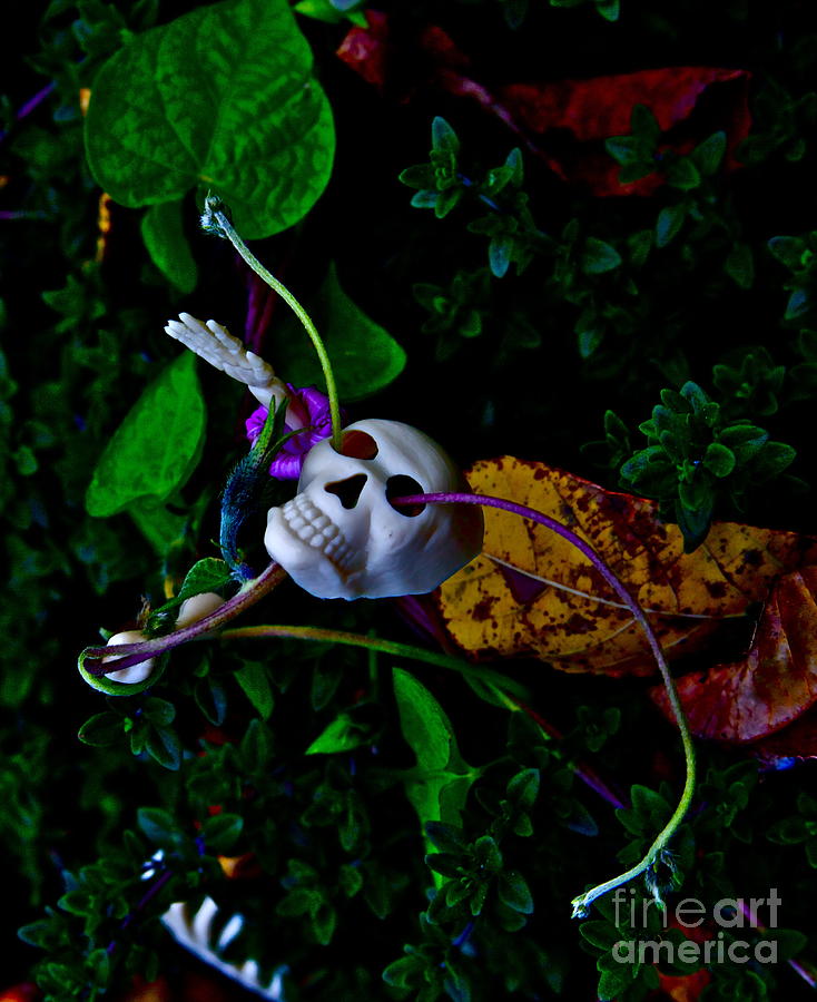 Skull Photograph - Life Through Death by Xn Tyler