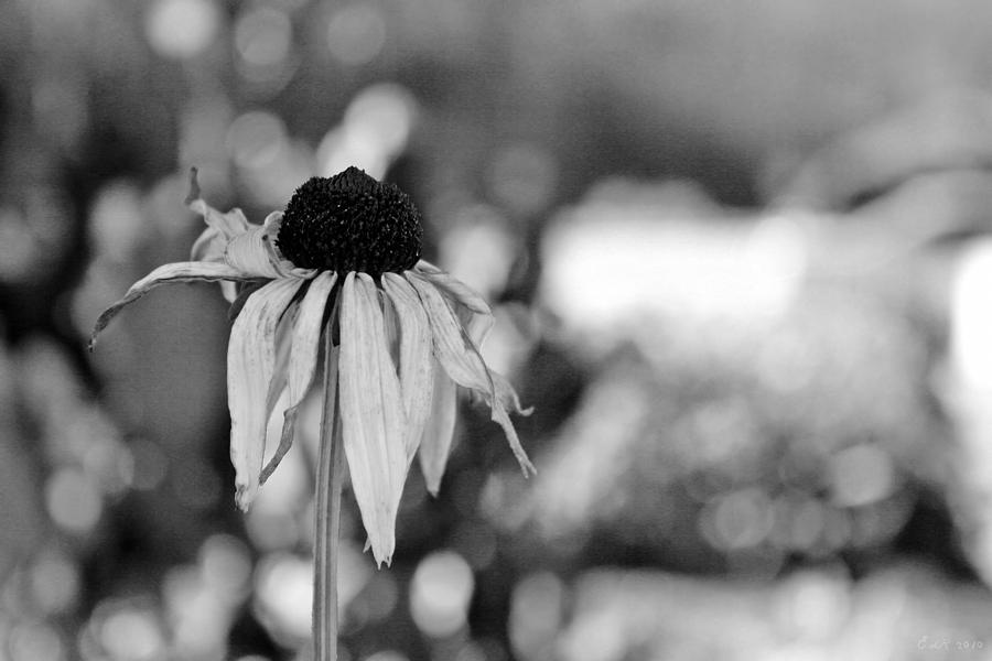 Flower Photograph - Lifeless by Photography By Edelweiss