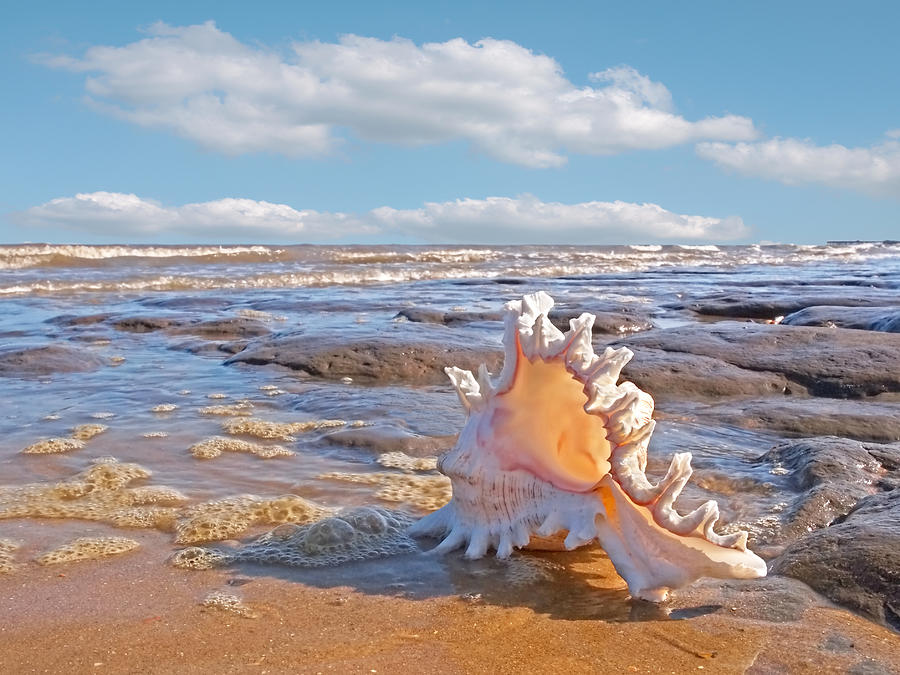 Summer Photograph - Lifes a Beach - Murex Ramosus Seashell by Gill Billington