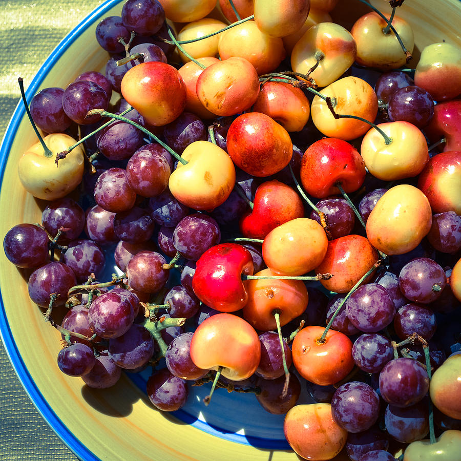 Lifes a Palette of Cherries and Grapes Photograph by Ronda Broatch