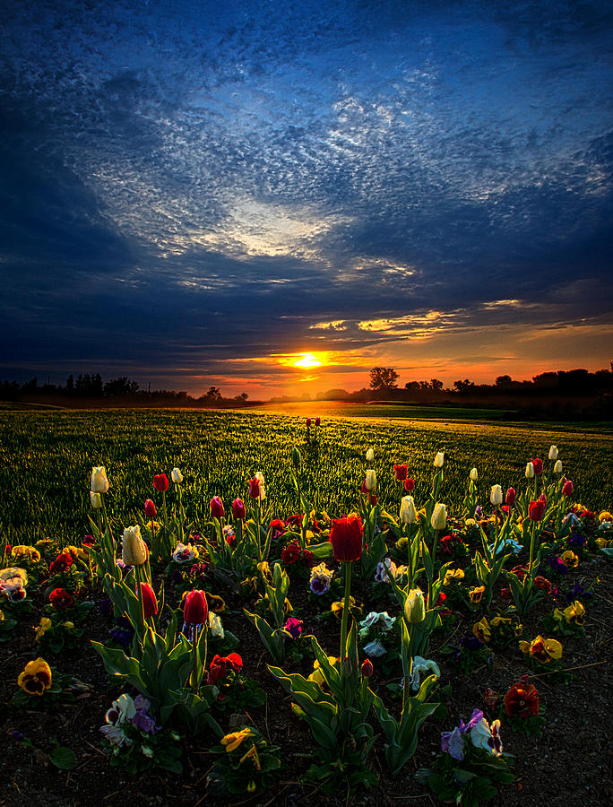 Tulip Photograph - Lifetimes by Phil Koch