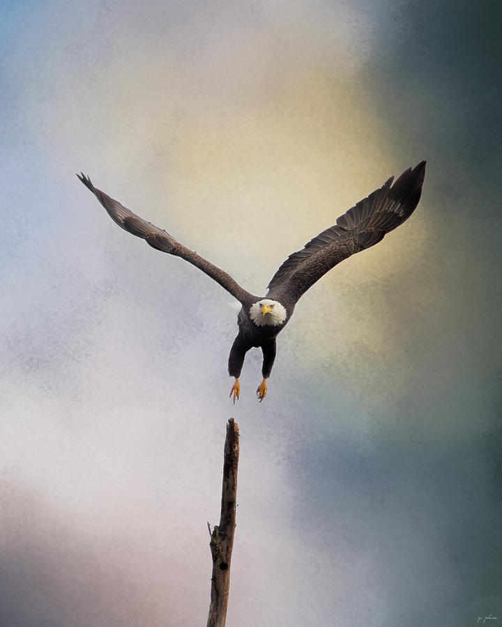 Lift Off - Bald Eagle Photograph by Jai Johnson Lift Off - Bald Eagle Photograph by Jai Johnson