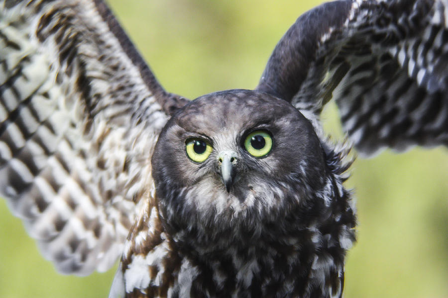 Owl Photograph - Lift Off by Evelyn Chuk Owl Photograph - Lift Off by Evelyn Chuk