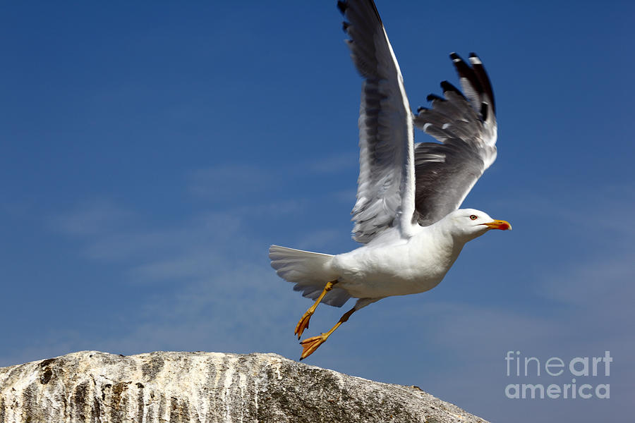 Seagull Photograph - Lift off by James Brunker
