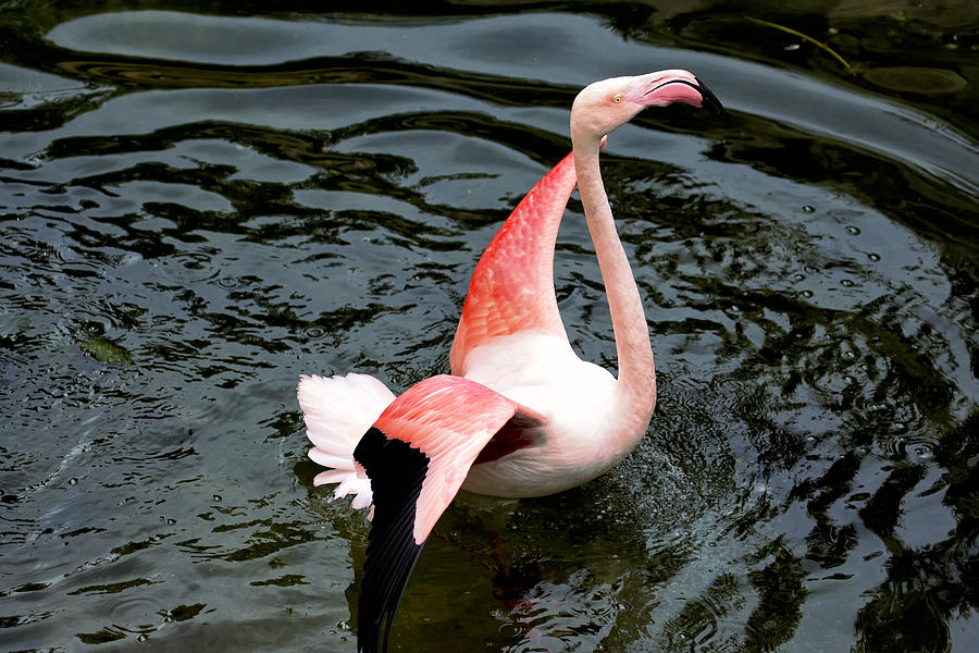 Phoenicopterus Photograph - Lifting flight by Goyo Ambrosio Phoenicopterus Photograph - Lifting flight by Goyo Ambrosio