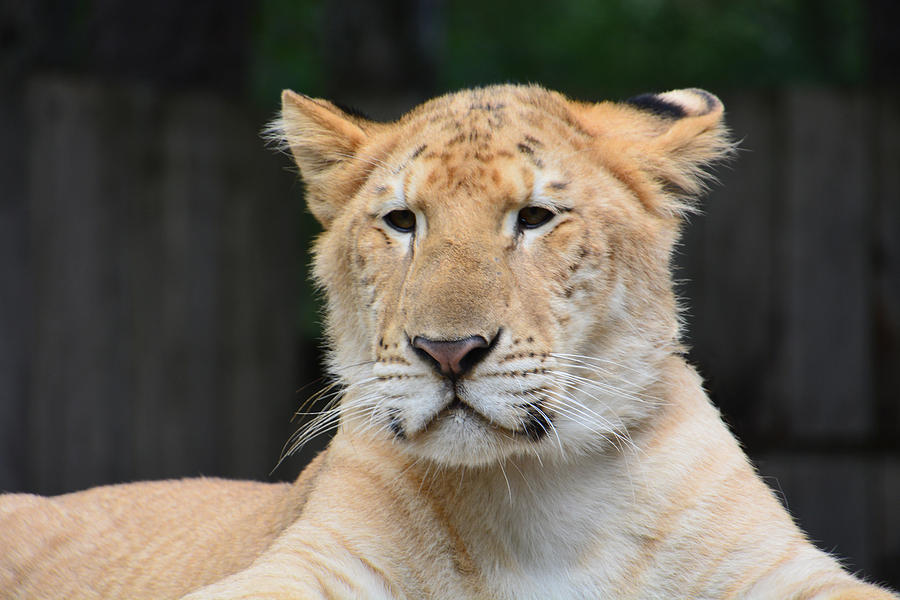 Liger Photograph by Mike Martin