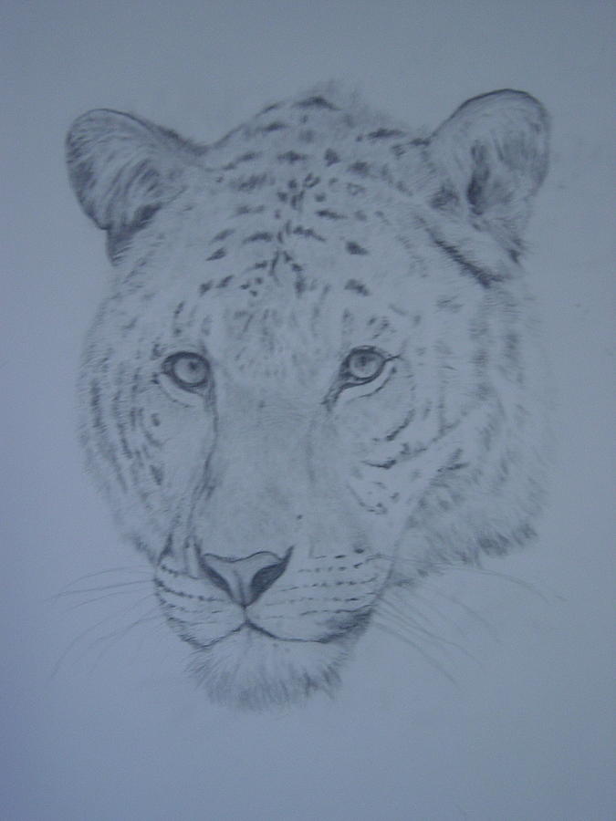 Liger Drawing by Paula Almquist Fine Art America