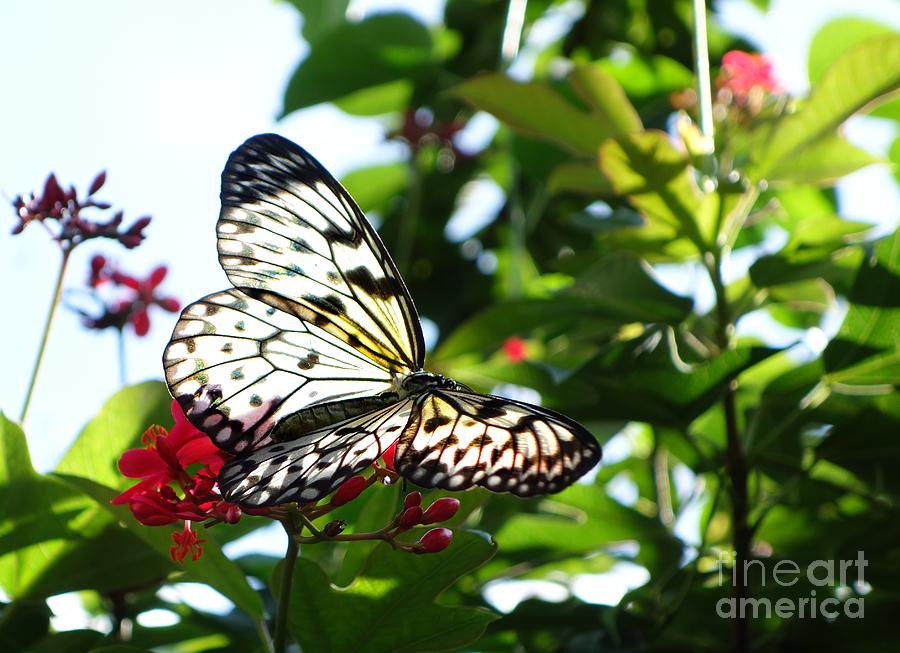 Light and Butterfly Photograph by Nora Martinez