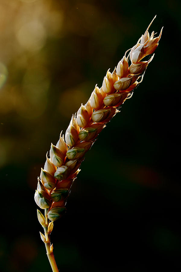 Bread Photograph - Light Through Grain Field by Mah FineArt