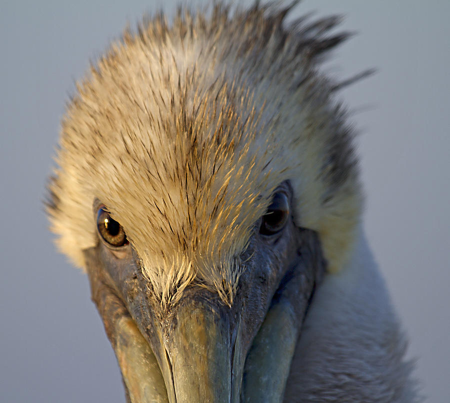Pelican Photograph - Light and Dark by Betsy Knapp