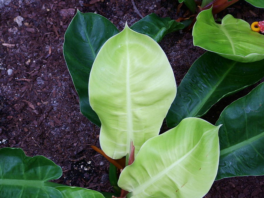 Light and Dark Green Leaves Photograph by Geoffrey McLean - Fine Art ...