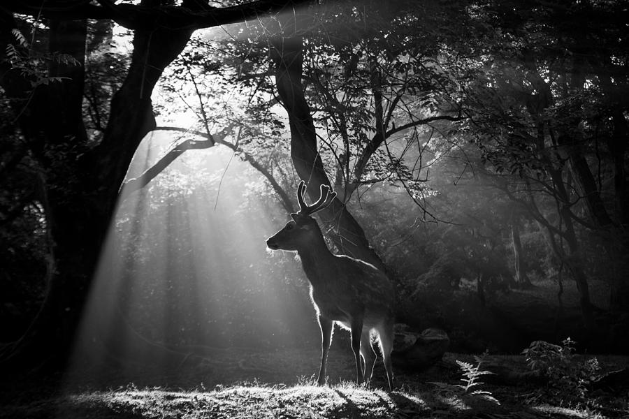 Deer Photograph - Light And Deer by Yoshinori Matsui