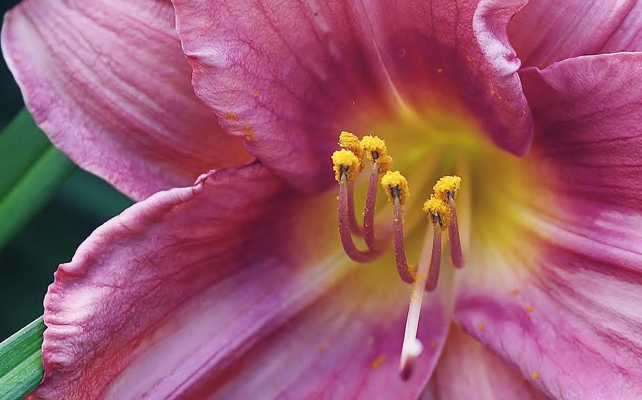 Lily Photograph - Light and Dreamy by Bruce Bley
