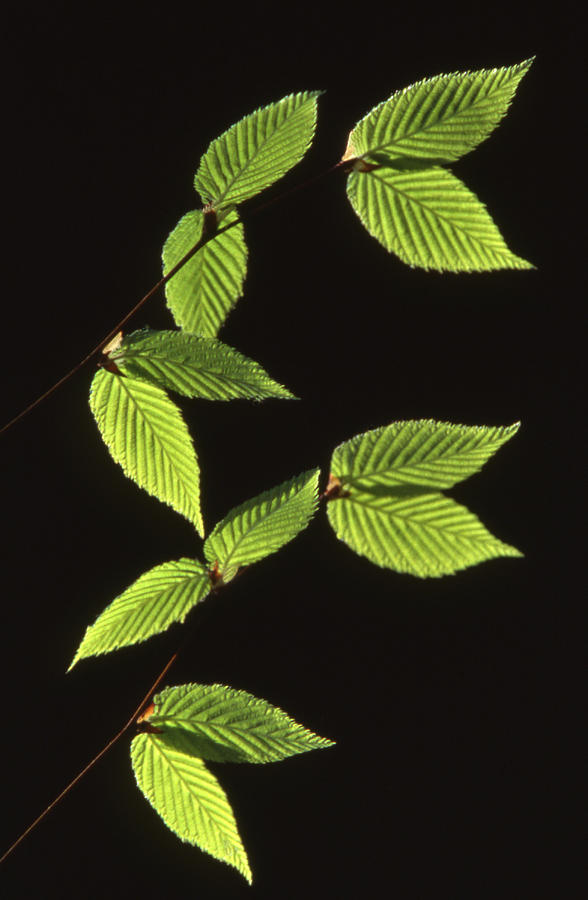 Light And Elm Leaf Design Photograph