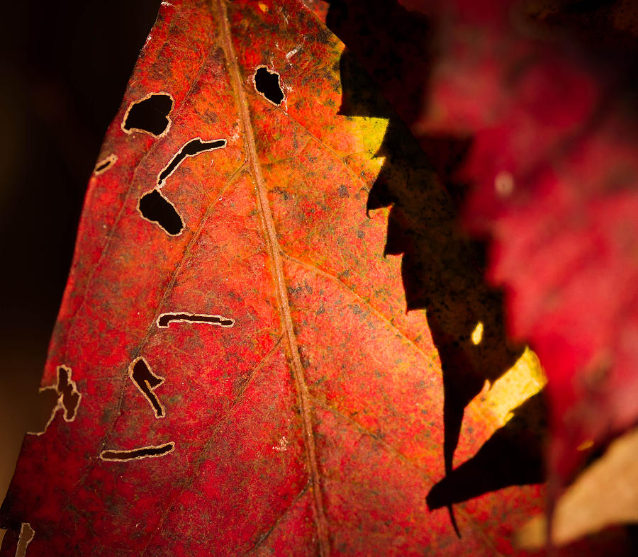 Fall Photograph - Light and shadows by Haren Images- Kriss Haren