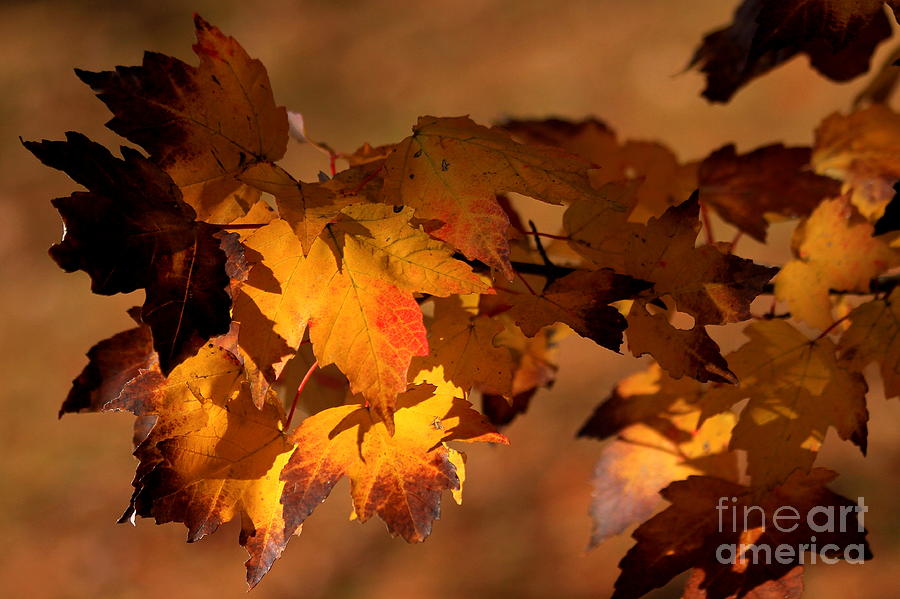 Light and Silver or Red Maple Leaves Photograph by Reid Callaway