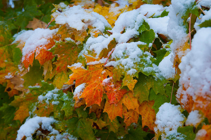 Light Autumn Snow Photograph by Kenneth Murray
