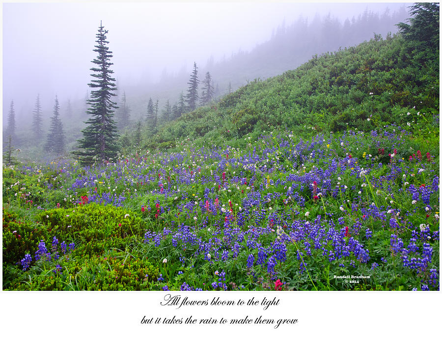 Light Blooming Rain Photograph by Randall Branham