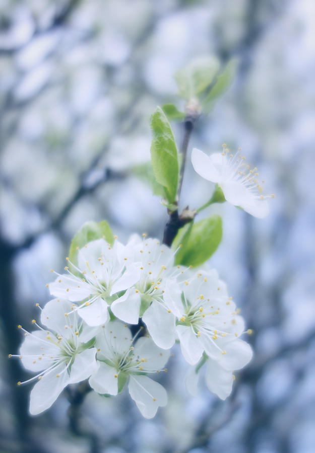 Light Blue And Soft - Apple Blossom Photograph