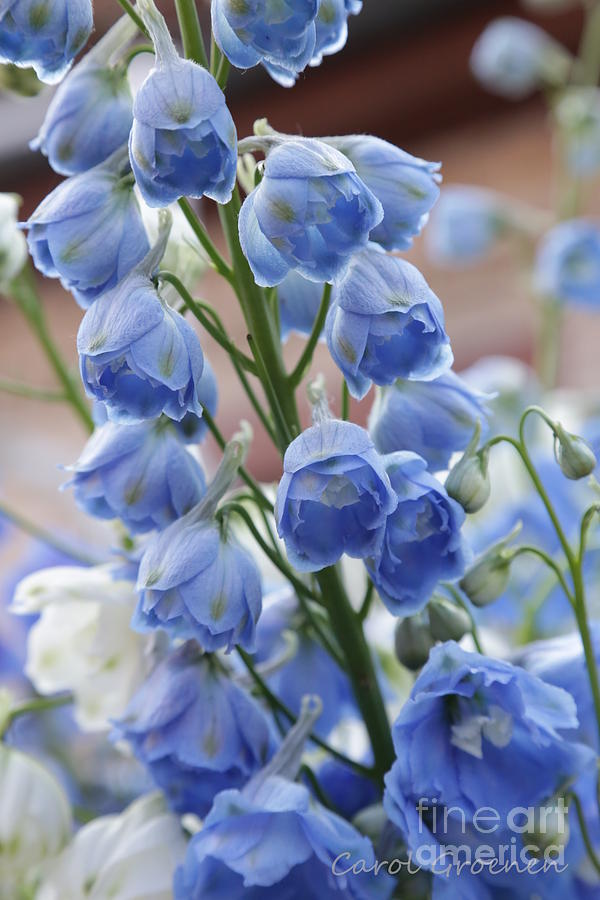 Light Blue Delphiniums Photograph by Carol Groenen