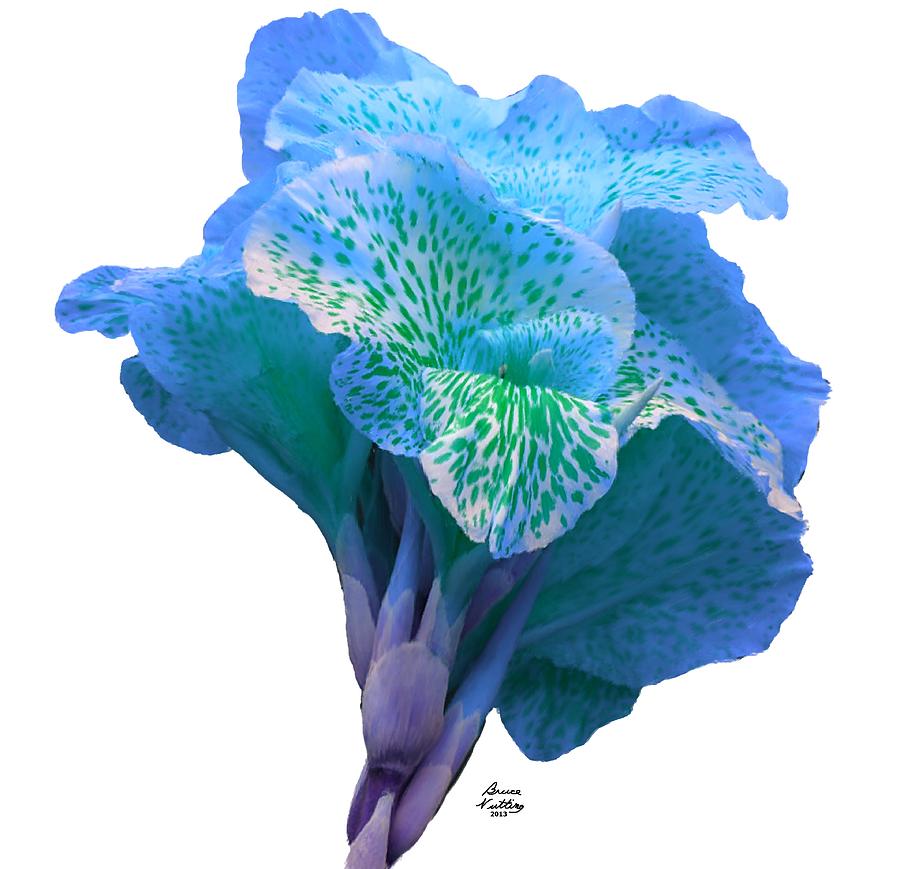Iris Painting - Light Blue Iris by Bruce Nutting