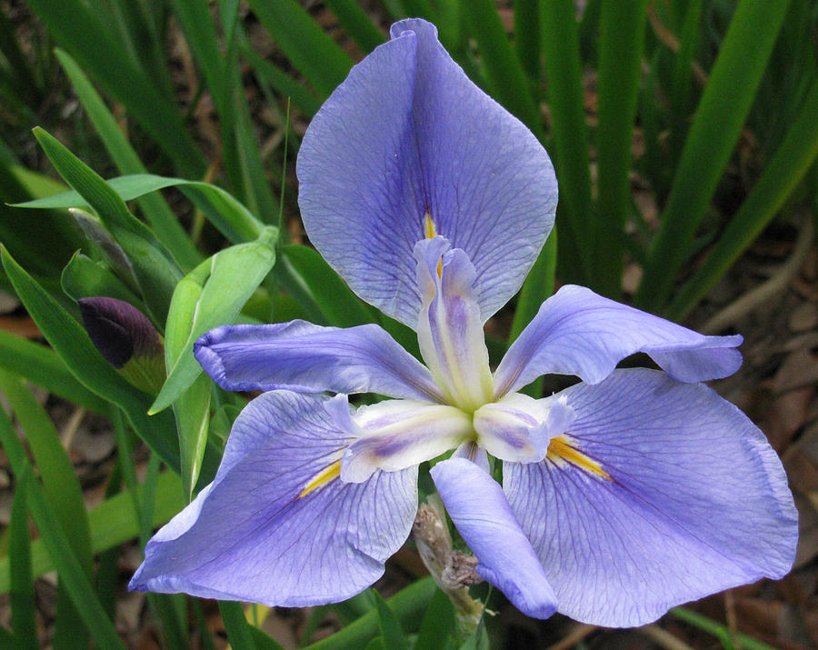 Light Blue Iris Flower Photograph by Tom Hefko