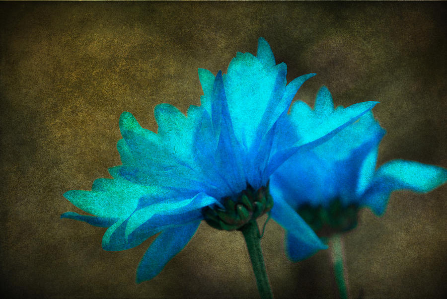 Light Blue Photograph by Linda Segerson