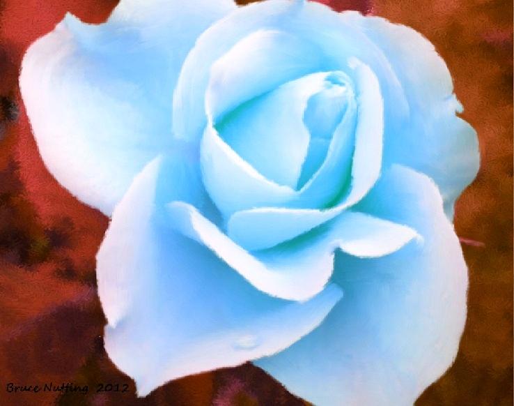 Light Blue Rose Painting By Bruce Nutting Fine Art America
