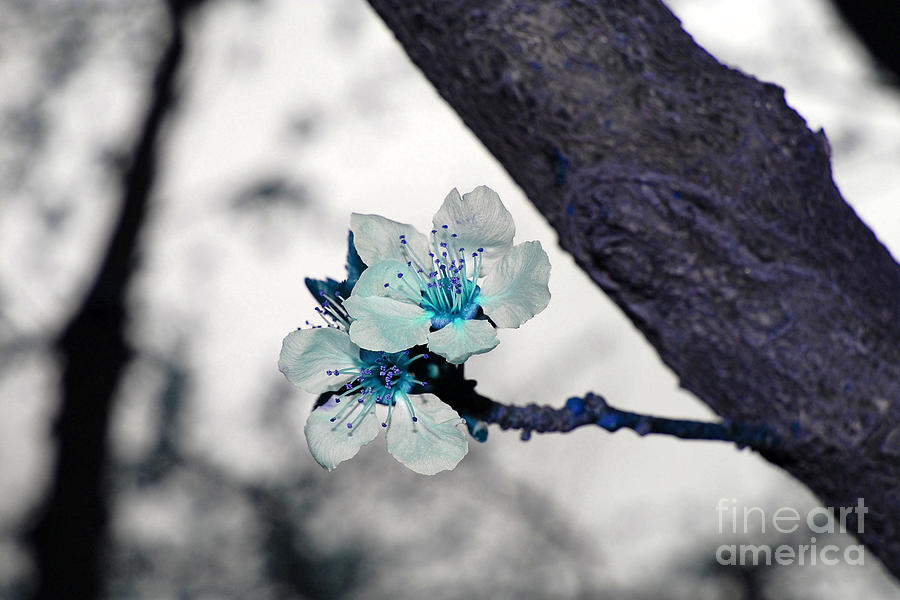Light Blue Spring Blossoms Photograph by Debra Thompson