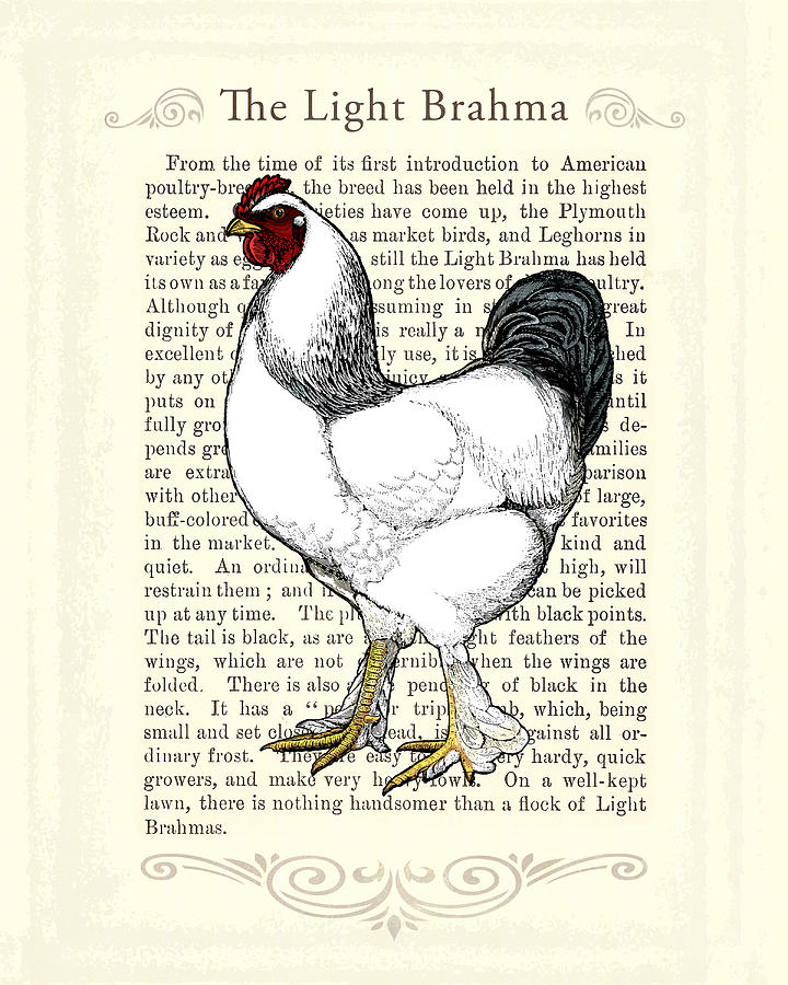 Light Brahma Rooster Digital Art by Antique Images - Pixels