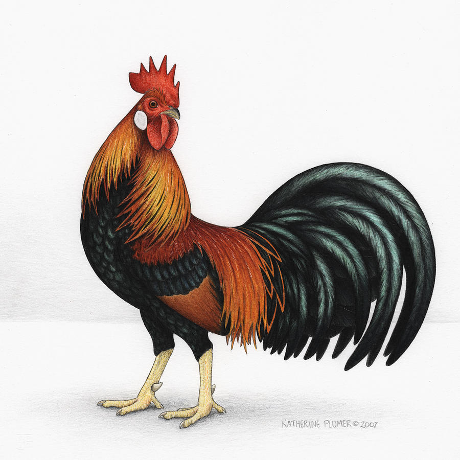 Rooster Drawing - Light Brown Leghorn by Katherine Plumer