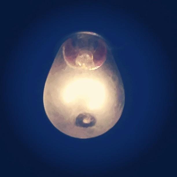 Light Bulb Photograph by Trey Jackson