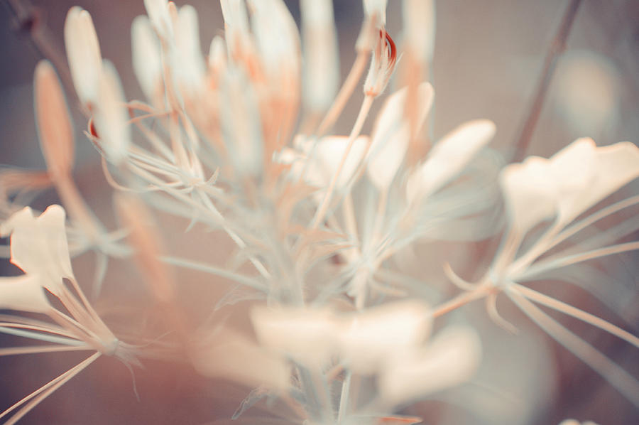 Flower Photograph - Light Creamy Fantasy by Jenny Rainbow
