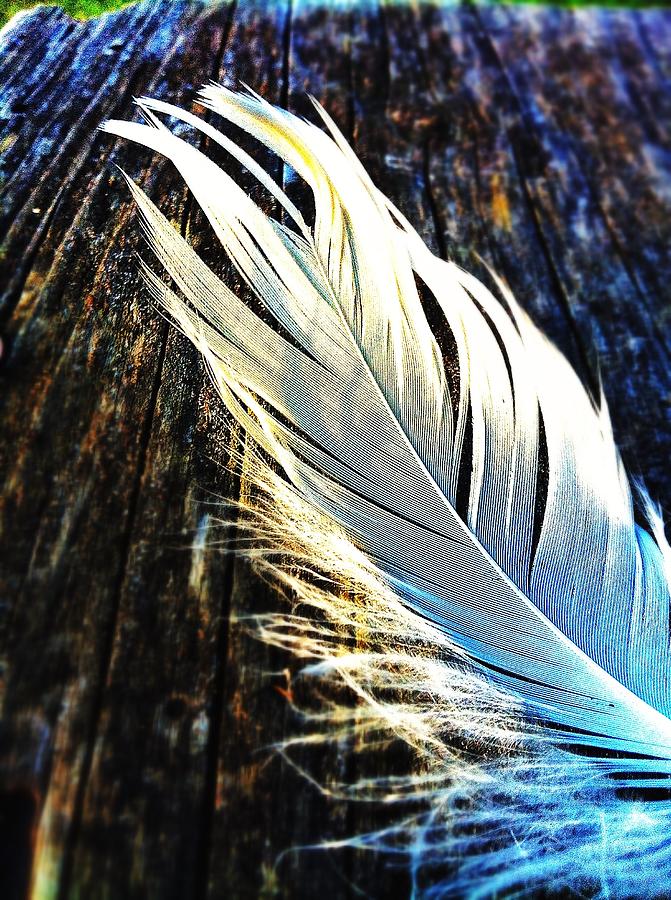 Light Feather Photograph