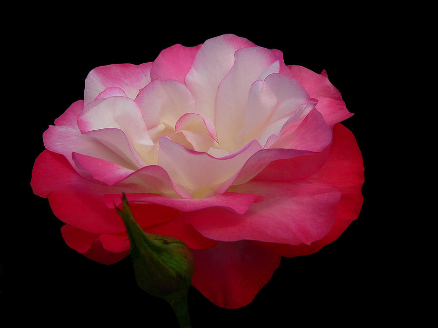 Rose Photograph - Light Fetcher by Doug Norkum