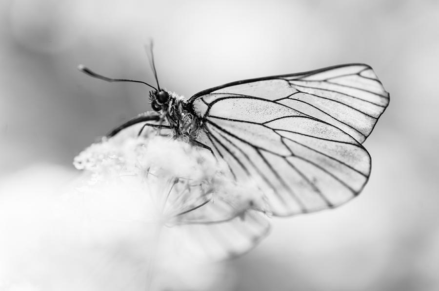 Light Flight. Black and White Photograph by Jenny Rainbow